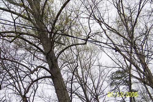 Cabin Camp 2 Overhead Electical Wire Replacement, Prince William Forest Park, April 2009