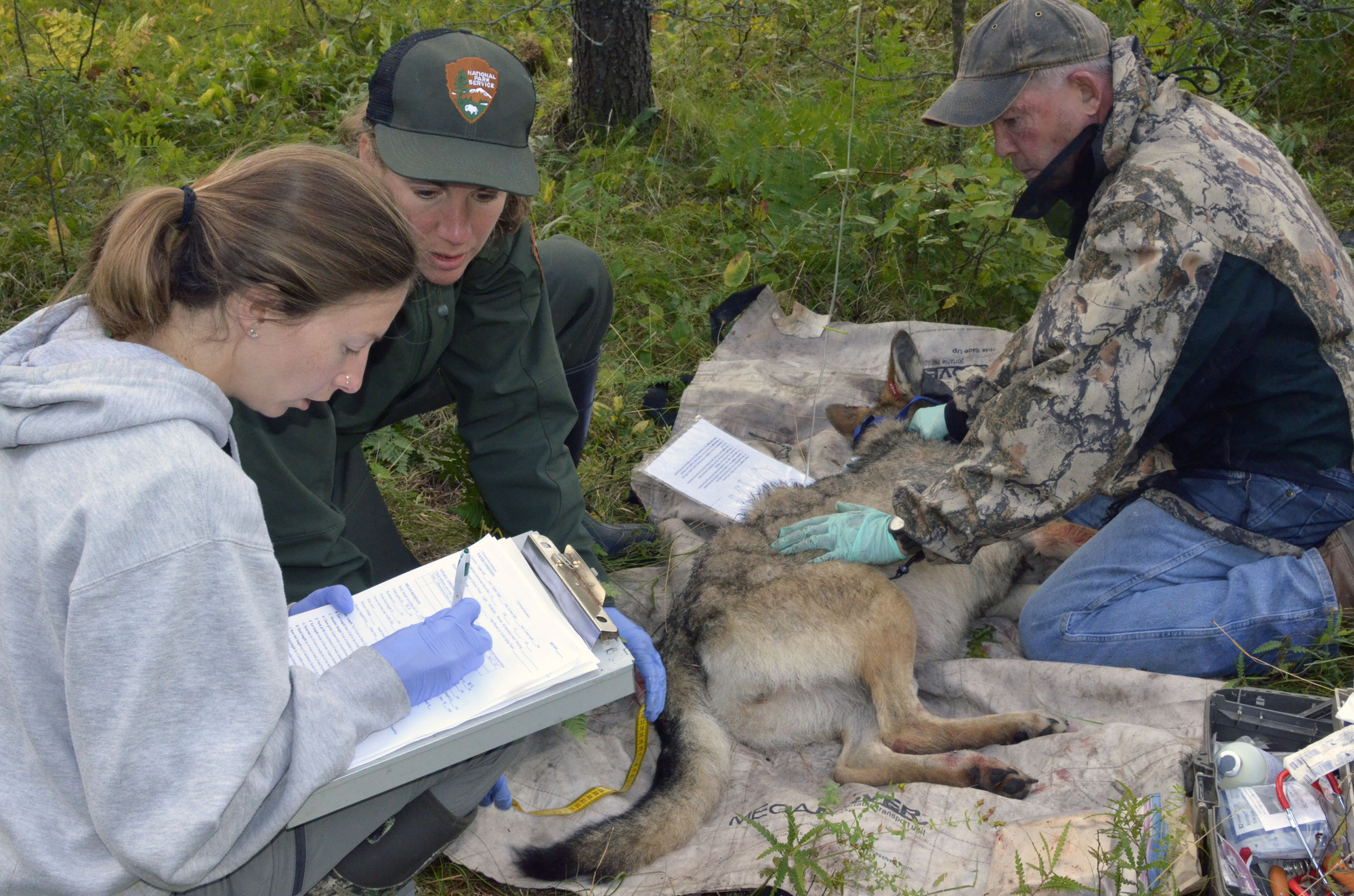 Park Staff and partner experts observe and record measurements of the sedated female wolf. 
