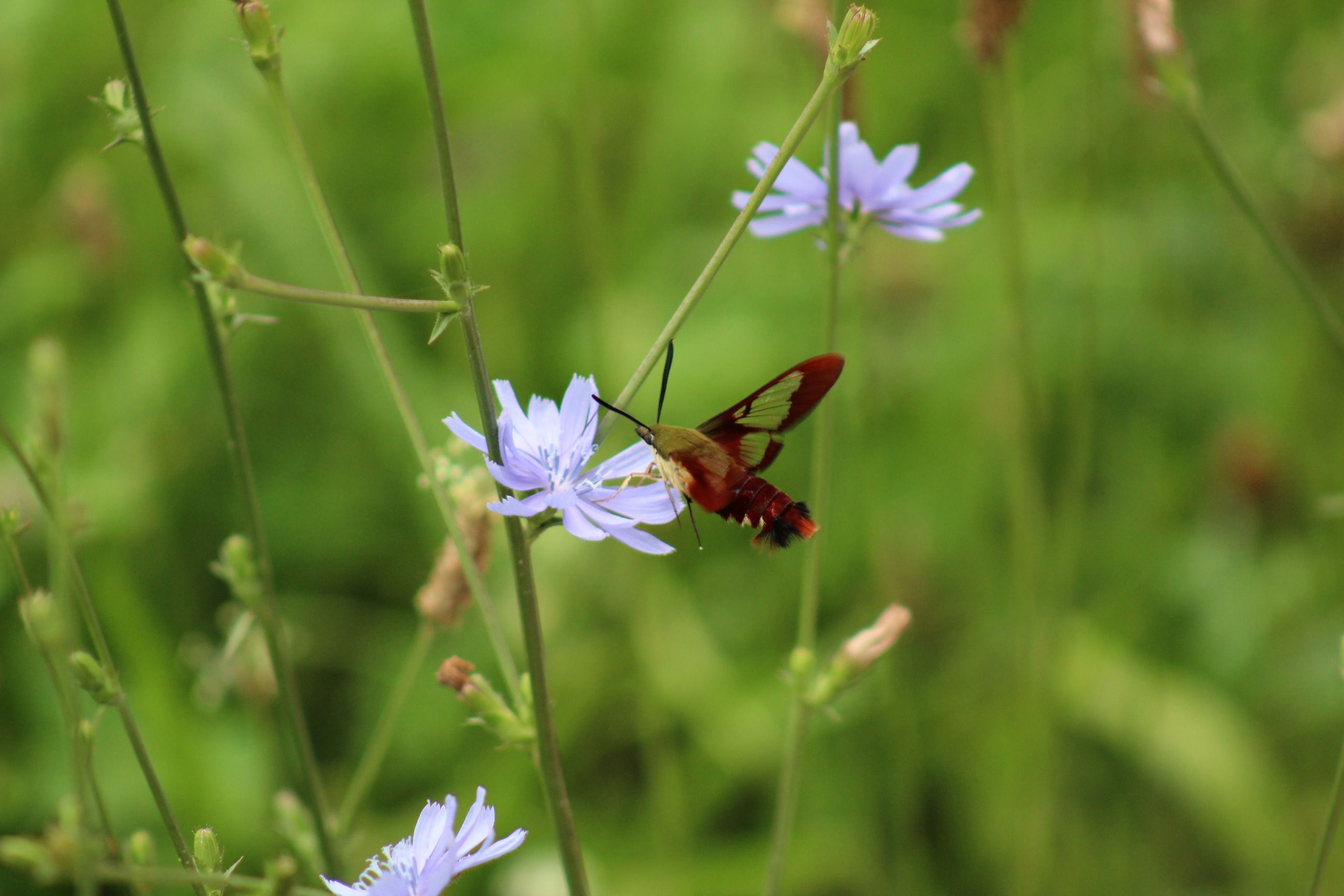 A moth hovering over a flower