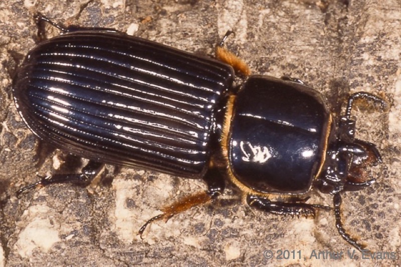 Jerusalem or patent-leather beetle (Odontotaenius disjunctus)