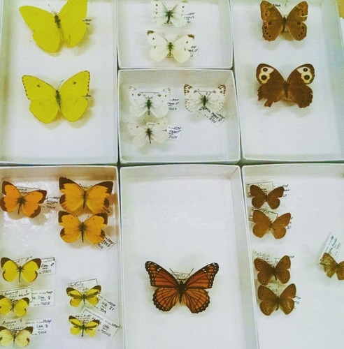 Butterflies and moths in HOSP collection