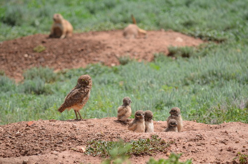 a brown and white owl and five fluffy owl chicks standing on a burrow with two prairie dogs in the background