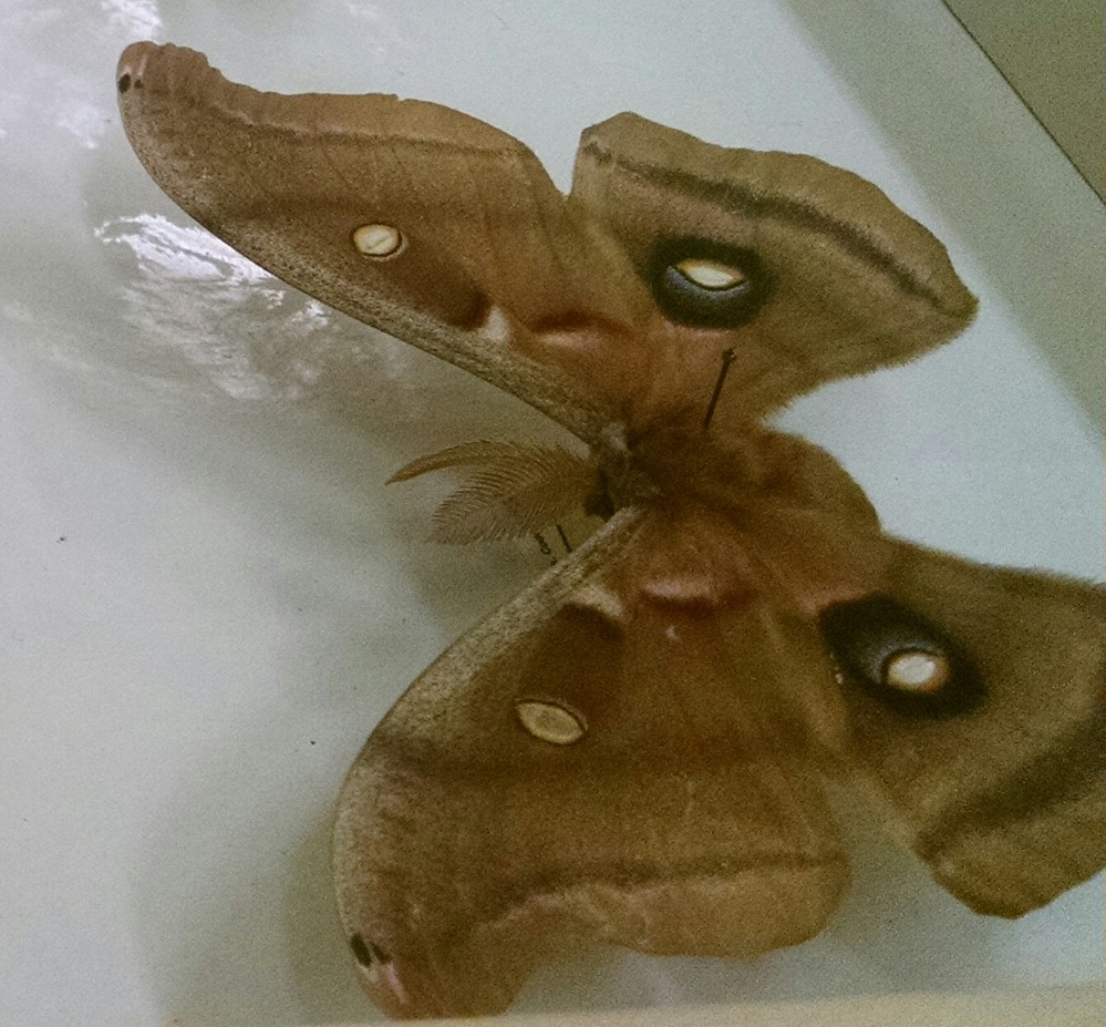 Butterflies and moths in HOSP collection