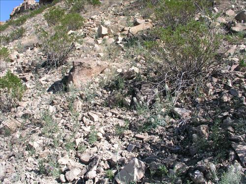 Thelypodium texanum. Big Bend National Park, Pena Mountain. February 2005