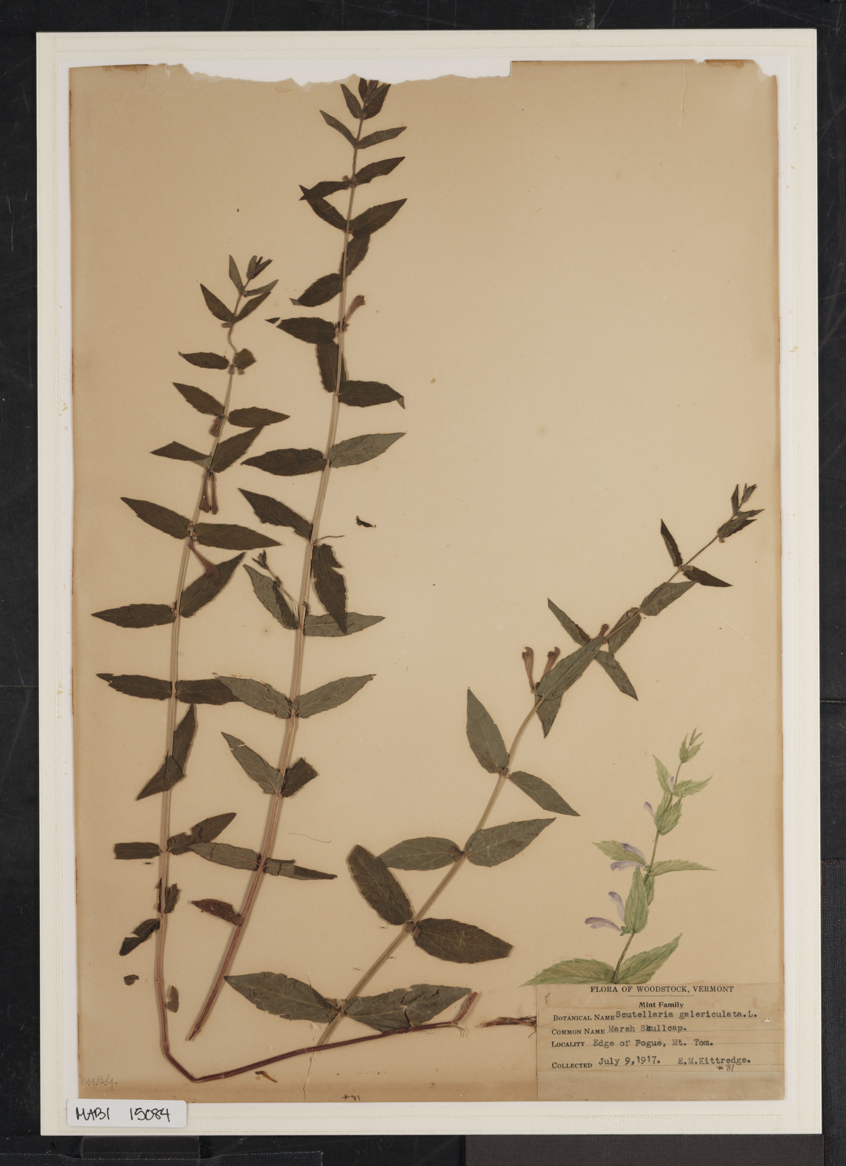 Preserved biological specimen on paper.