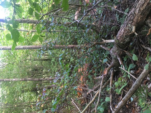 GRSM Accuracy Assessment. Plot Code: GRSM_AA_0969_5