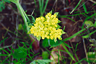 A yellow bladder parsnip flower
