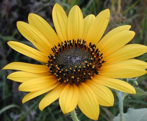 Common sunflower
Helianthus annuus
Blooms: July - September