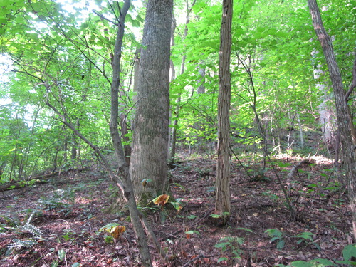 GRSM Accuracy Assessment. Plot Code: GRSM_AA_0291_4