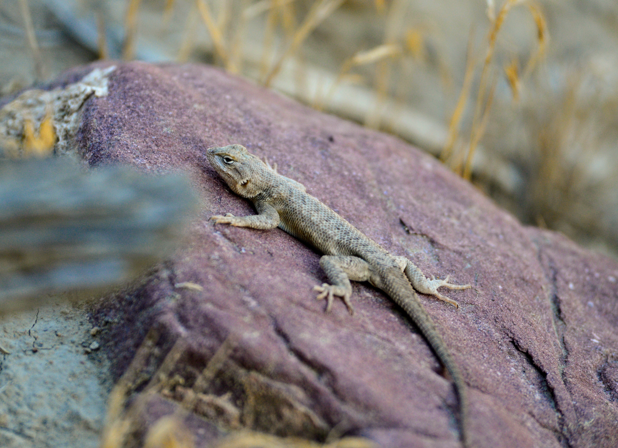 A small, beige colored lizard with faint markings rests on a red rock.