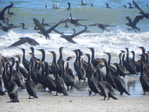 Cormorants during winter migration
