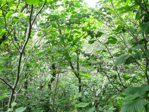 GRSM Accuracy Assessment. Plot Code: GRSM_AA_0055_4