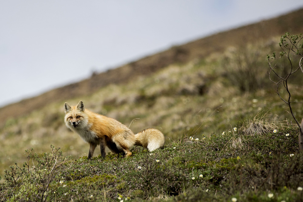 A red fox squatting on a hillside