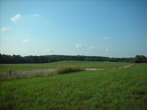 2008 treeline removal