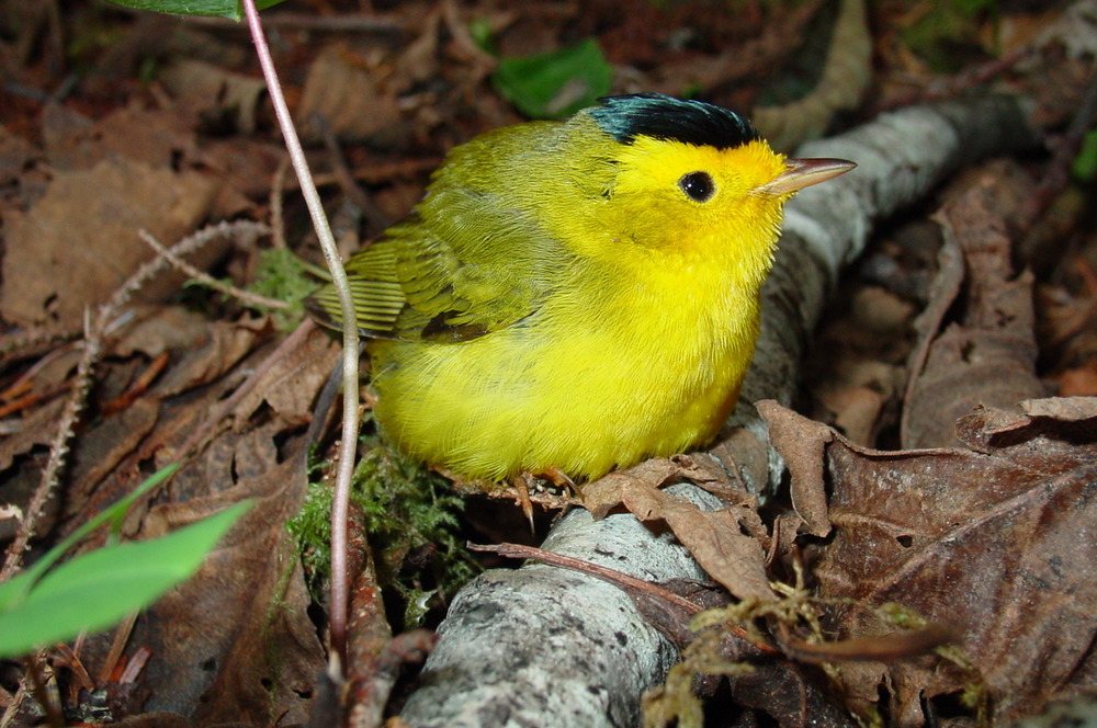 birds_warblers_Wilsons_Hoh_NPS_Photo_j_Preston