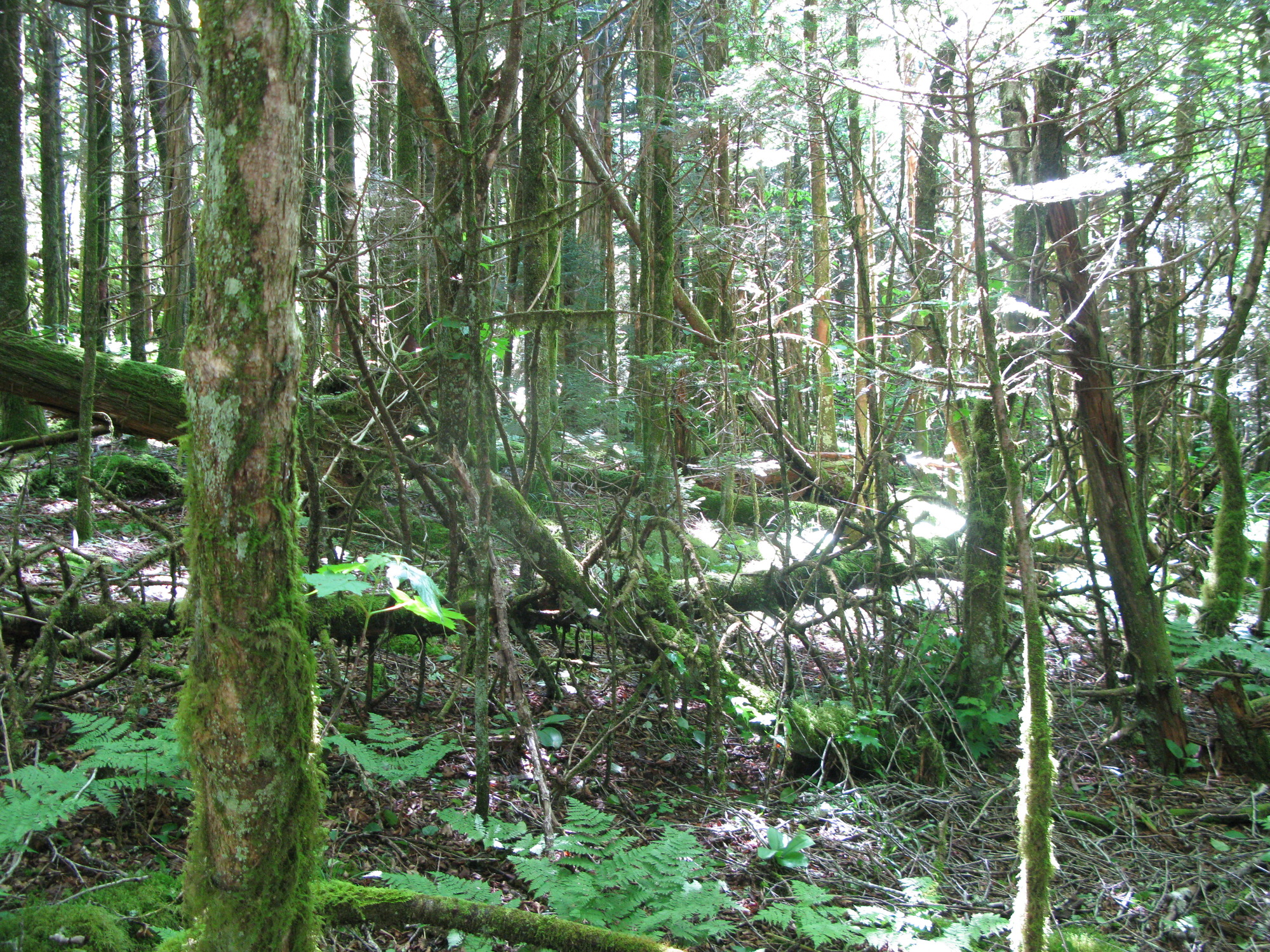 GRSM Accuracy Assessment. Plot Code: GRSM_AA_0956_3