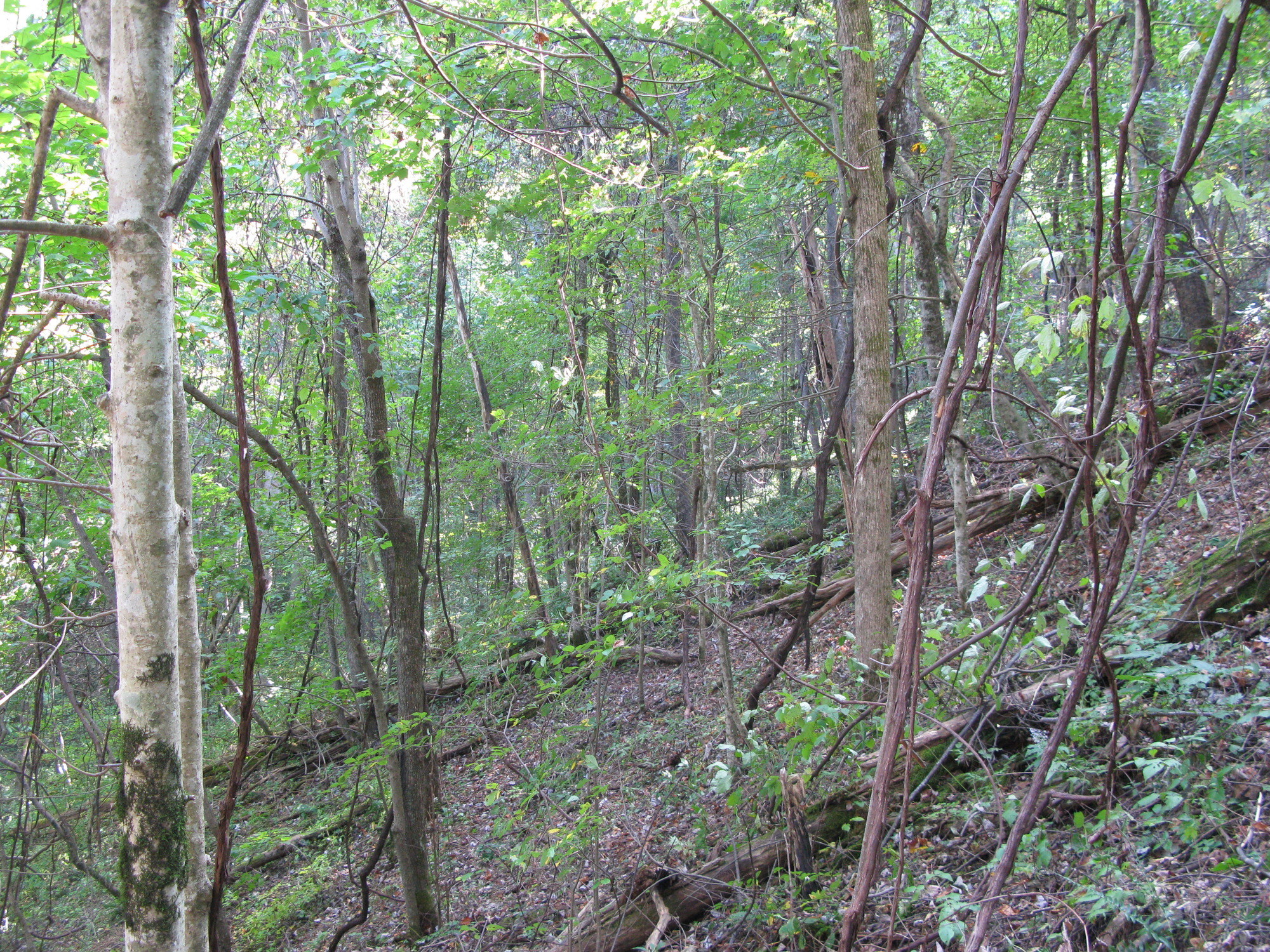 GRSM Accuracy Assessment. Plot Code: GRSM_AA_0037_4