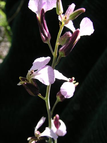 Streptanthus cutleri. Big Bend National Park, Tunnel. March 2004