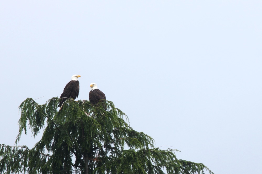 birds_eagles_bald_treetop_pzaidel_credit_required