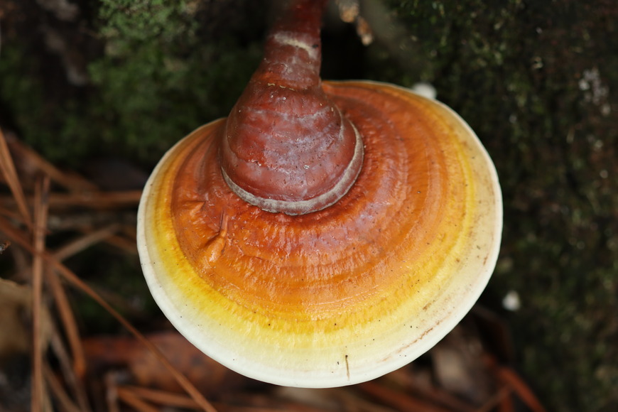 flat, disc-shaped mushroom with red, orange, yellow, and white colors, growing from a tree trunk