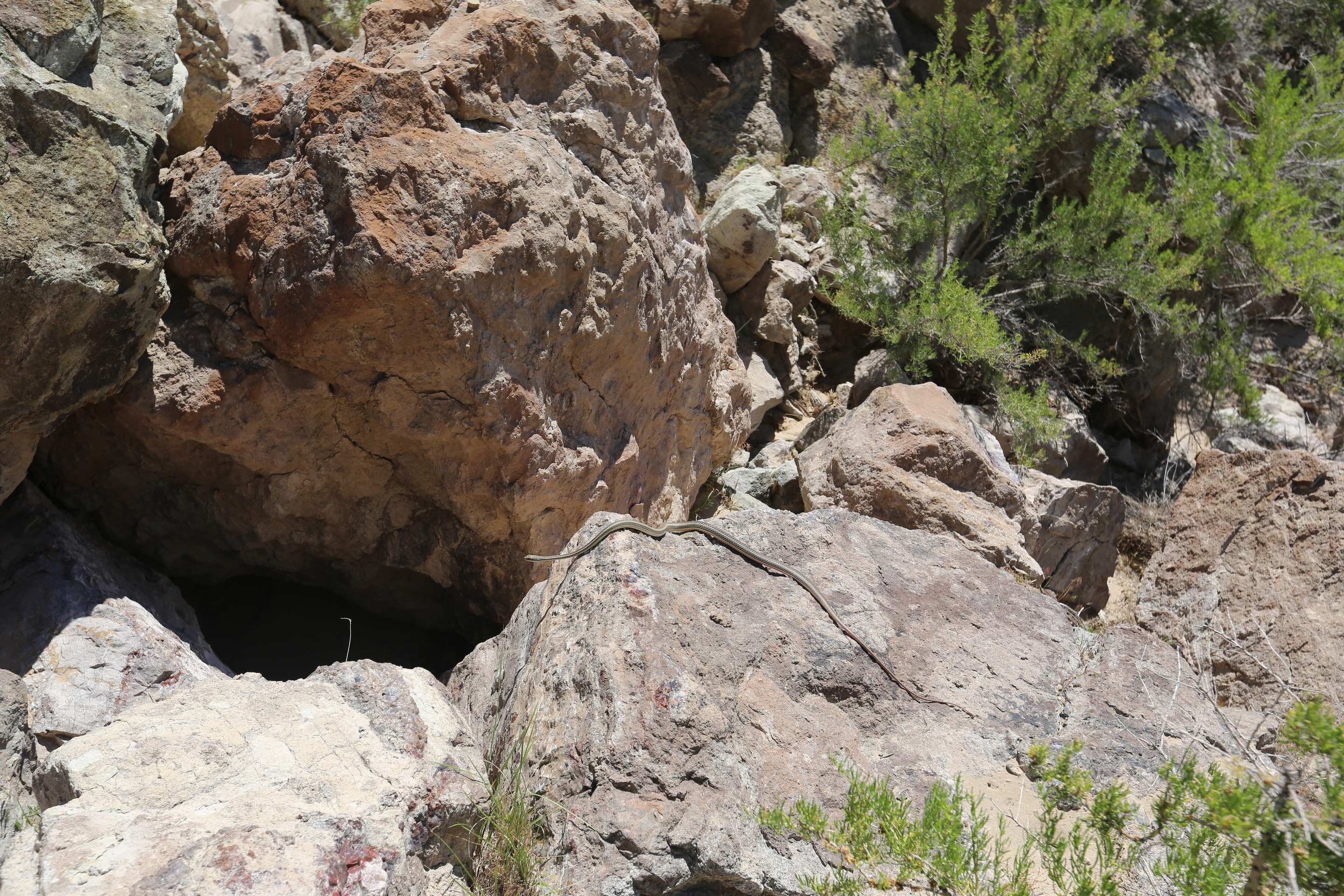 A scene showing rocks surrounding a cave. On one of the rocks, a striped whipsnake is stretched out.