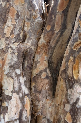 Close-up view of the bark of a soldierwood tree.