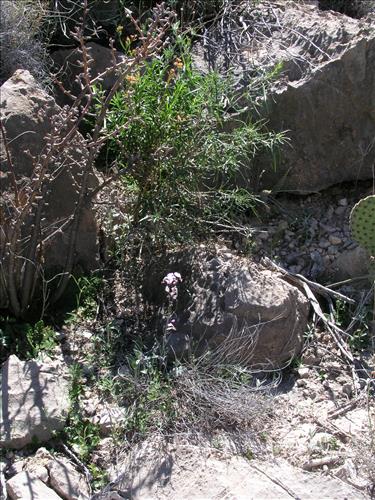 Streptanthus cutleri. Big Bend National Park, Tunnel. March 2004