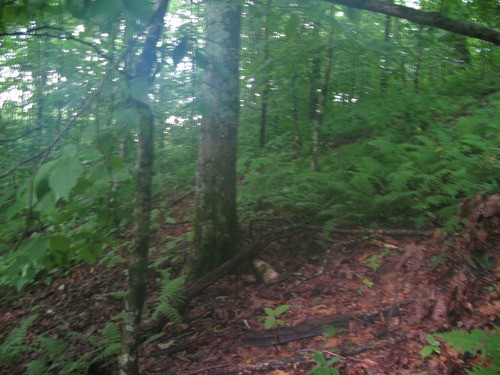 GRSM Accuracy Assessment. Plot Code: GRSM_AA_0929_4