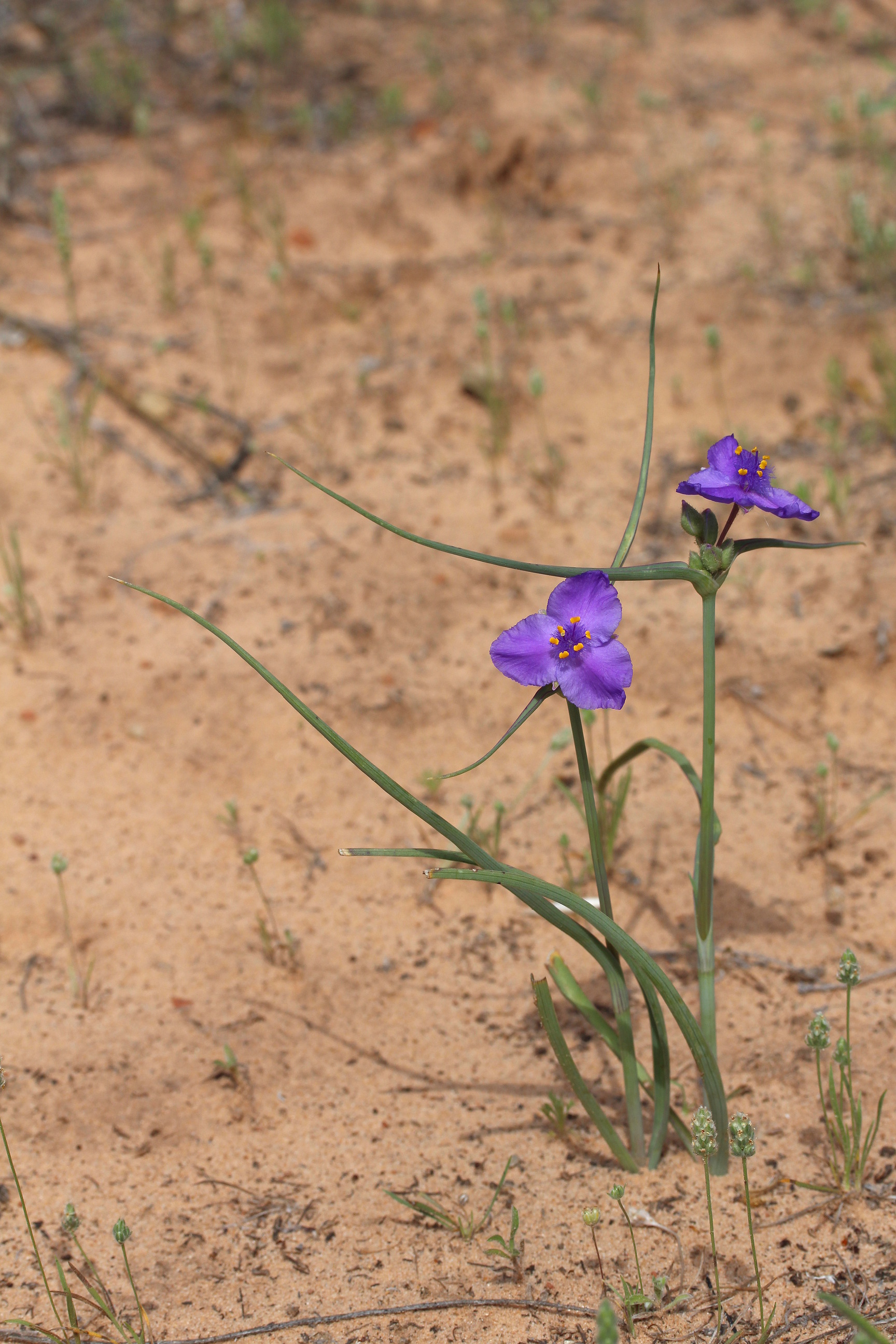 Tradescantia occidentalis, Western spiderwort