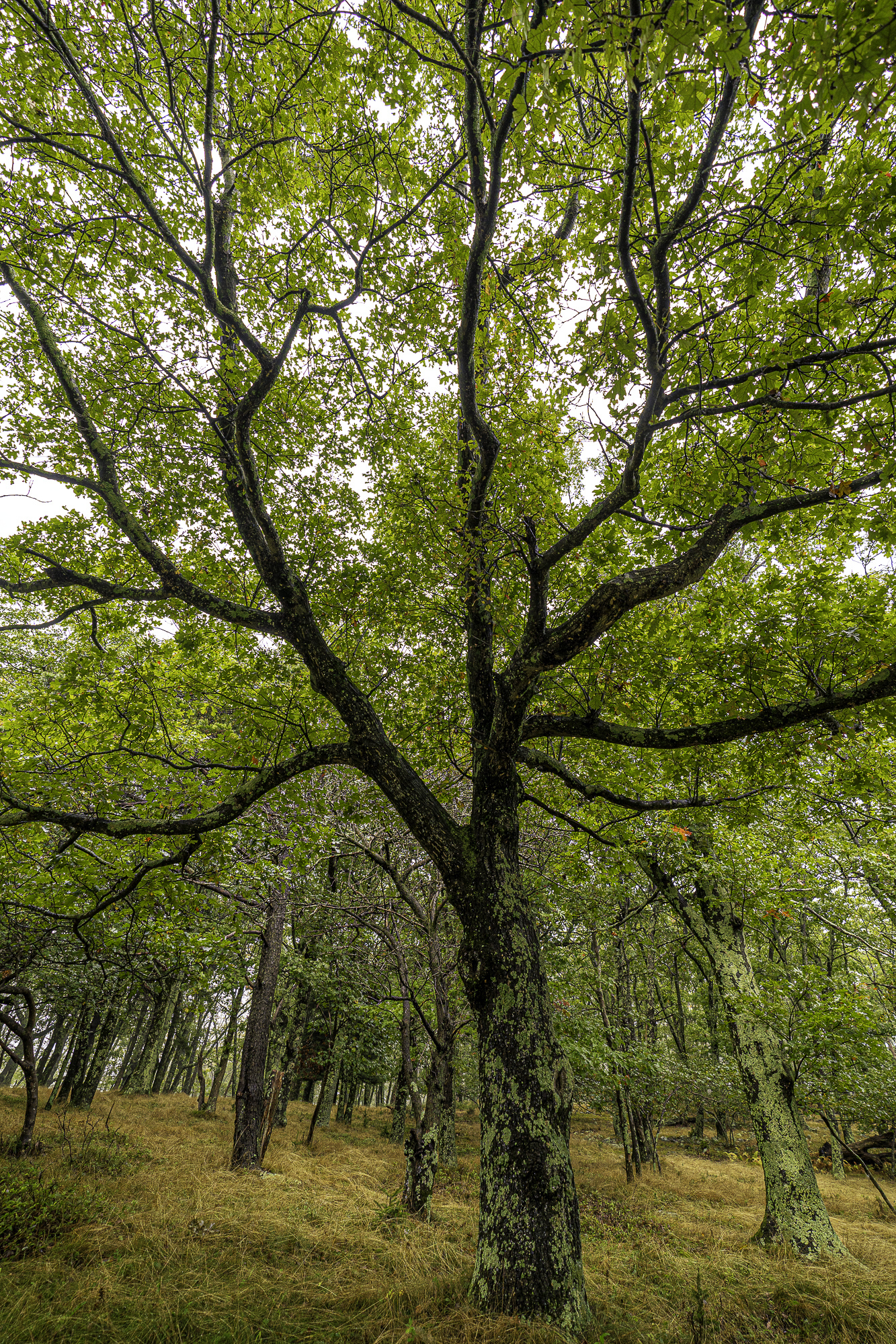 Trees amongst yellow grass with green lichen climbing their trunks