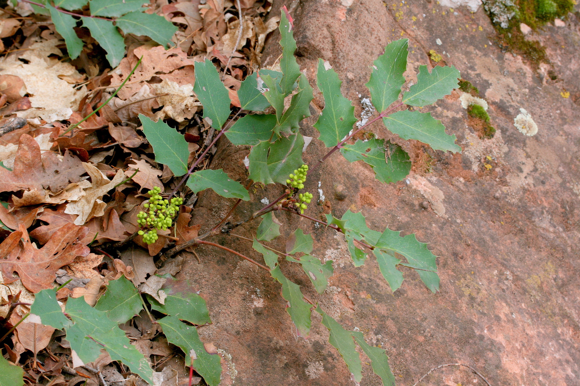 Mahonia repens, Oregon-grape