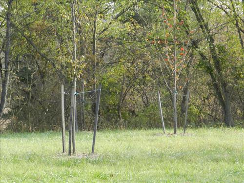 Monocacy NB Tree Replacement