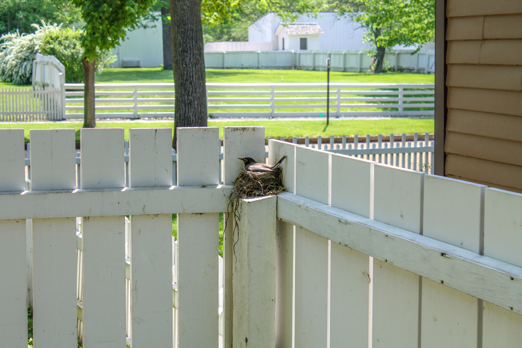 A robin sitting in a nest on a white fence post.