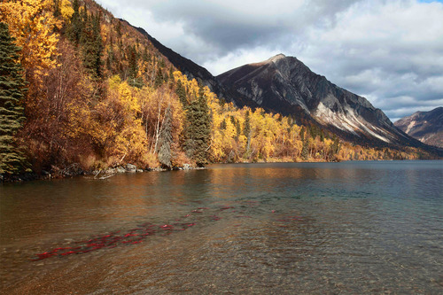 Spawning sockeye salmon swim in Kijik Lake next to a shoreline with bright yellow foliage