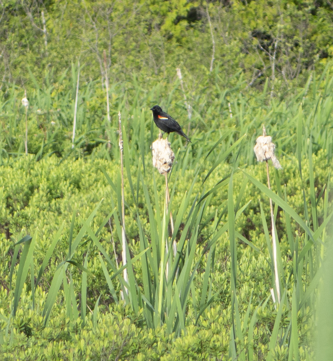 Male Red-winged Blackbird standing on a cattail seed head.