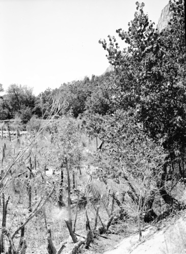 Tree planting and willow 'spider' jetties to deposit sediment and deflect river flow to right, near Union Pacific Sewer farm. [smears, dents, scratches, fingerprints]