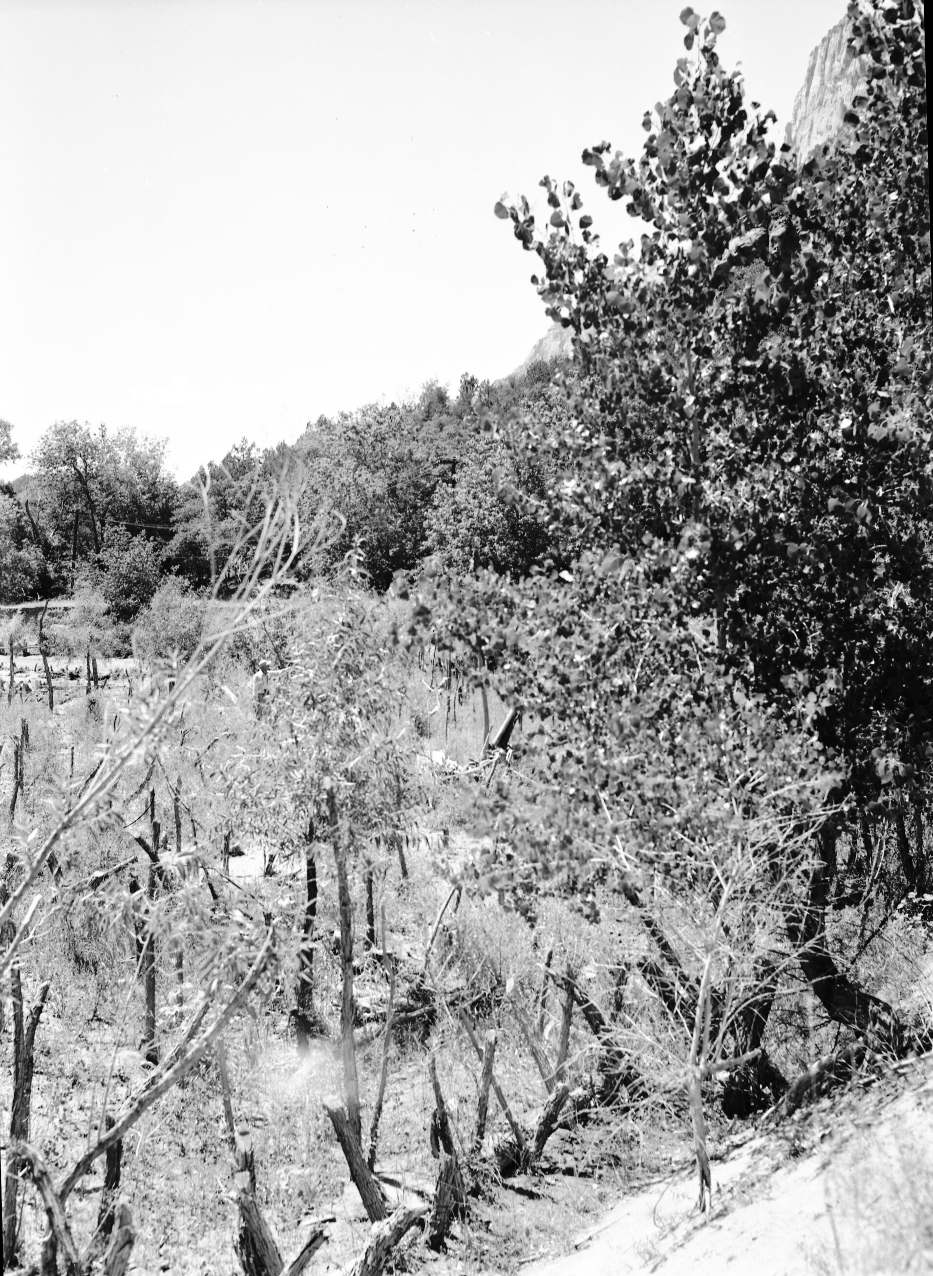 Tree planting and willow 'spider' jetties to deposit sediment and deflect river flow to right, near Union Pacific Sewer farm. [smears, dents, scratches, fingerprints]