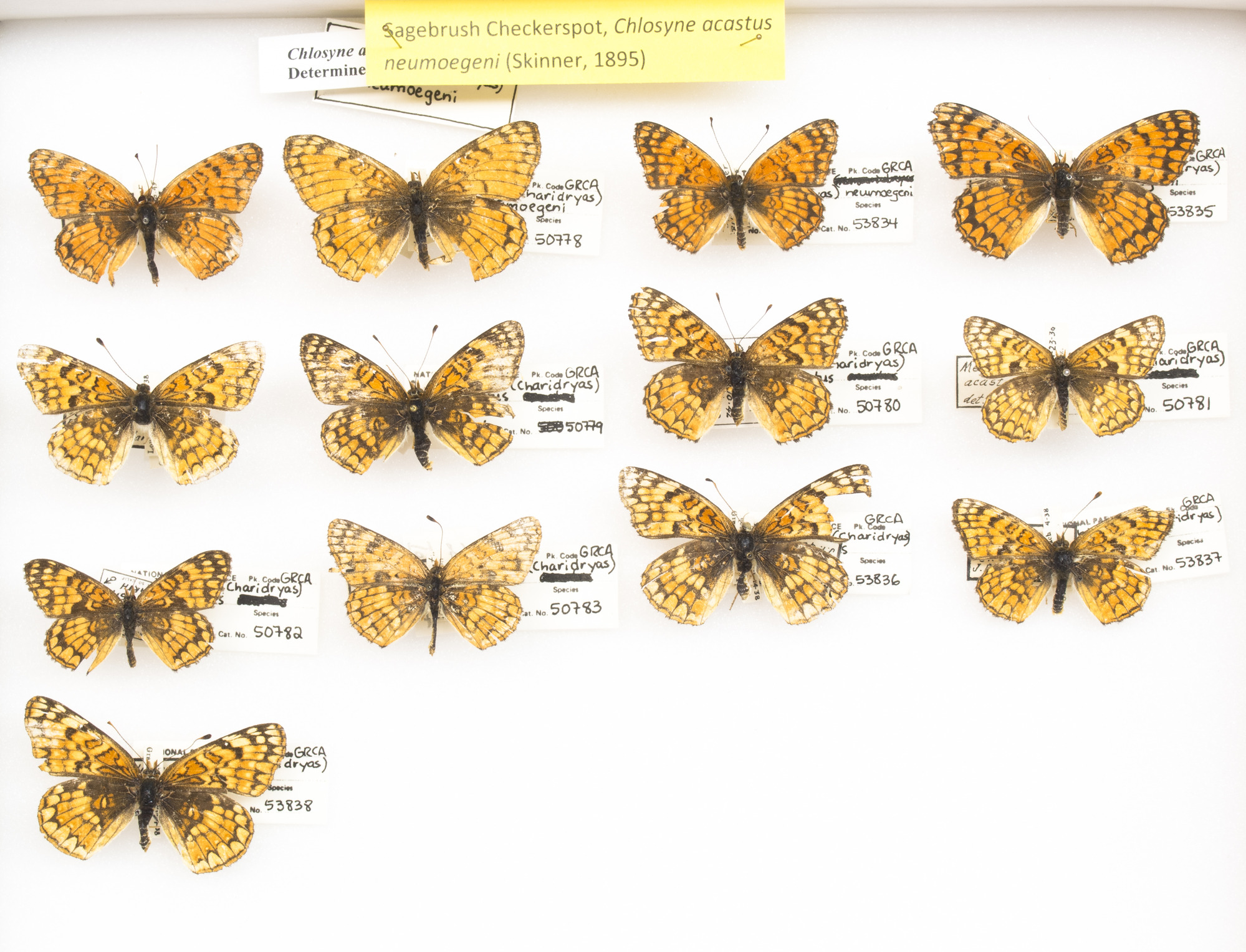 Sagebrush Checkerspots, Chlosyne acastus neumoegeni. Series. Grand Canyon Museum Collection..JPG