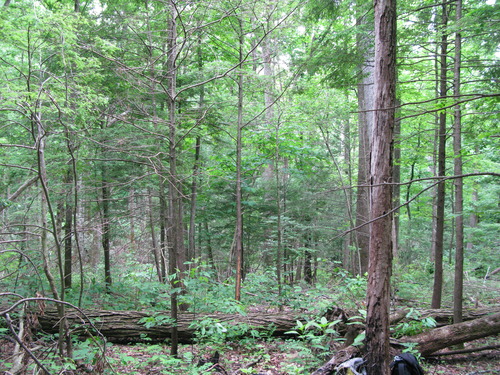 GRSM Accuracy Assessment. Plot Code: GRSM_AA_0378