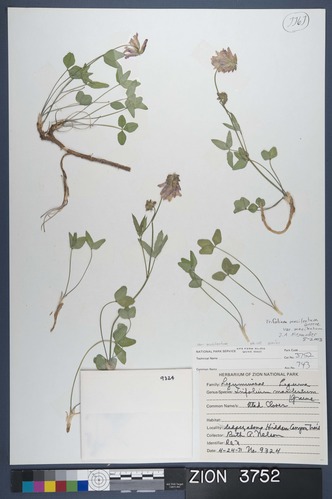 Herbarium Specimen Sheet 3752