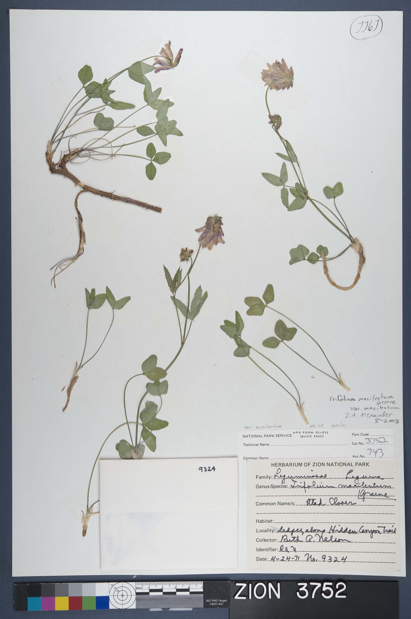 Herbarium Specimen Sheet 3752