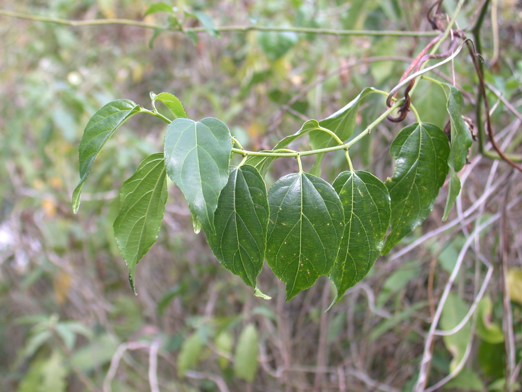 A latherleaf plant growing in a coastal habitat. 