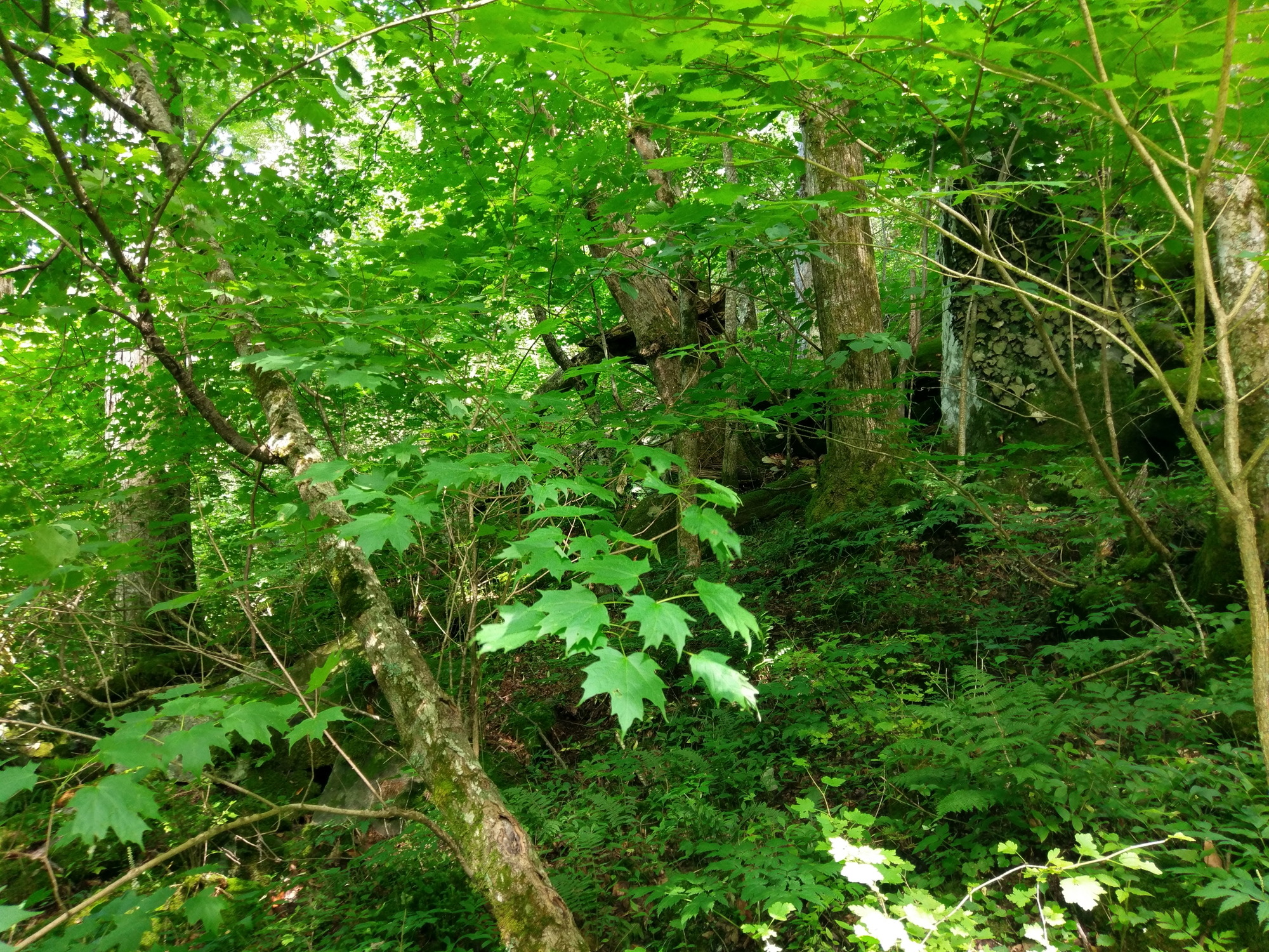 Plot Code: GRSM_AA_0457_3