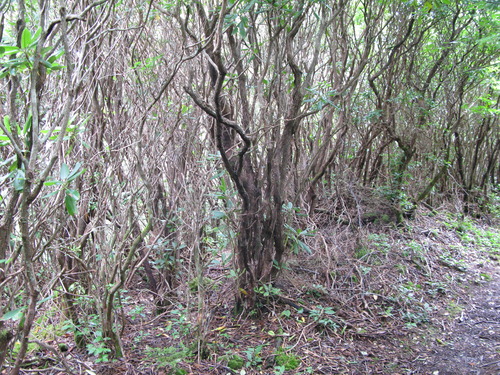 Plot Code: GRSM_AA_0521_3