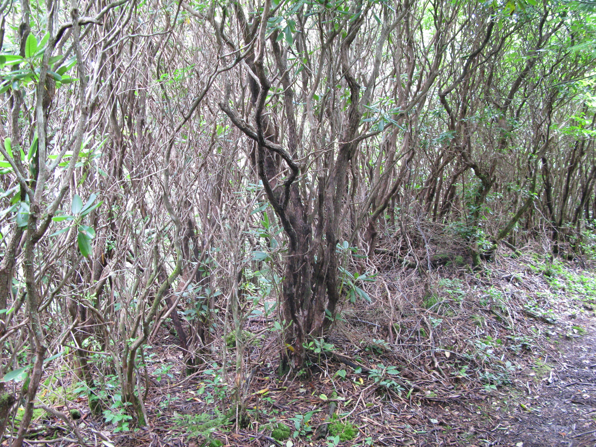 Plot Code: GRSM_AA_0521_3