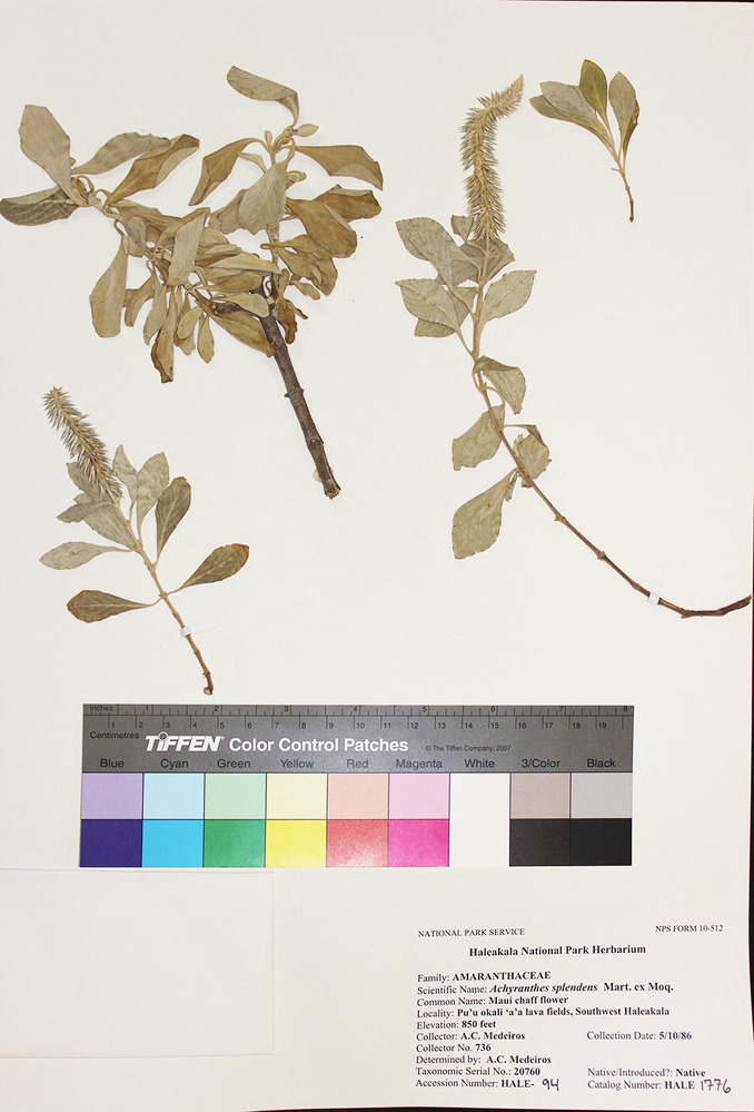 Achyranthes splendens