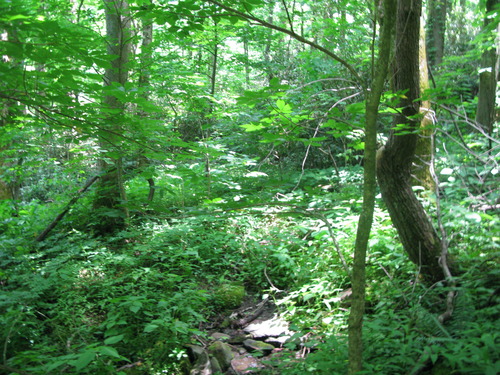 GRSM Accuracy Assessment. Plot Code: GRSM_AA_0643