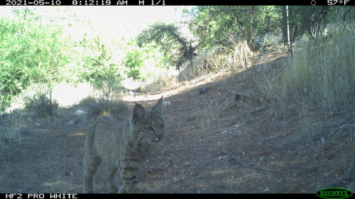 Bobcat looking into distance