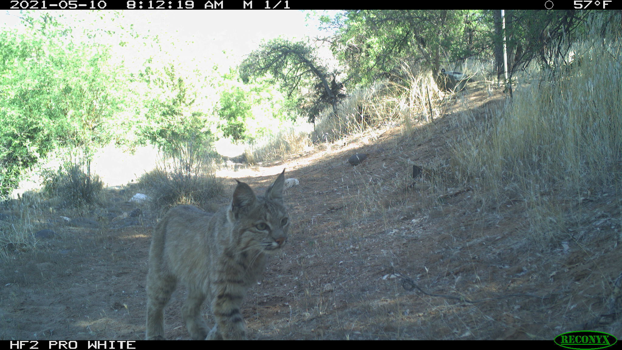 trail camera image of a bobcat walking through a clearing