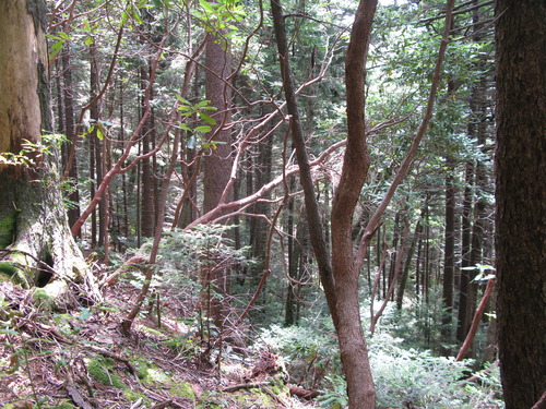 GRSM Accuracy Assessment. Plot Code: GRSM_AA_0805_4